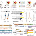 Mapping convergent regulators of melanoma drug resistance by PerturbFate