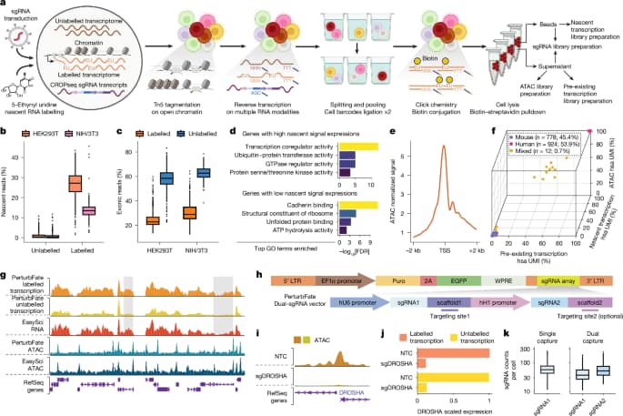 Mapping convergent regulators of melanoma drug resistance by PerturbFate